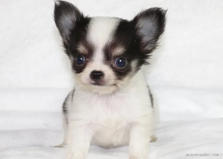 ID:1810-01948の子犬