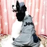 アメリカンコッカースパニエル【福岡県・男の子・2024年10月31日・ブラック&ホワイト】の写真3