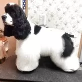 アメリカンコッカースパニエル【福岡県・男の子・2024年10月31日・ブラック&ホワイト】の写真2