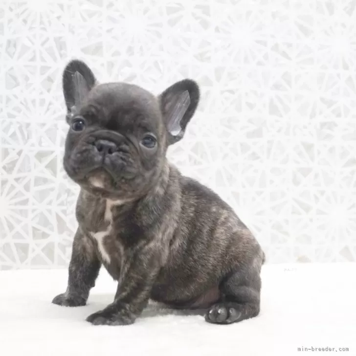 ID:2411-07401の子犬