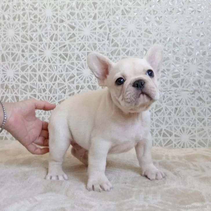 Y.N 様のお迎えした子犬