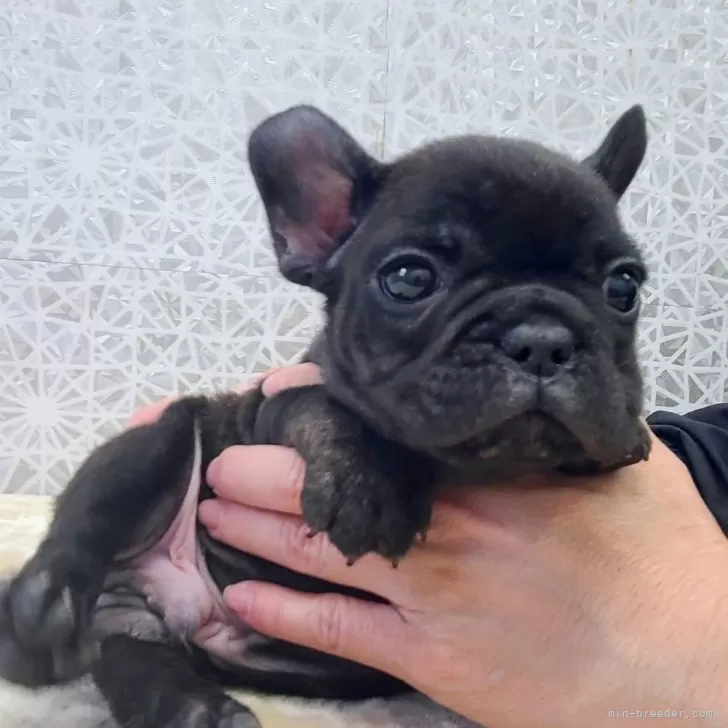 ID:2502-00590の子犬
