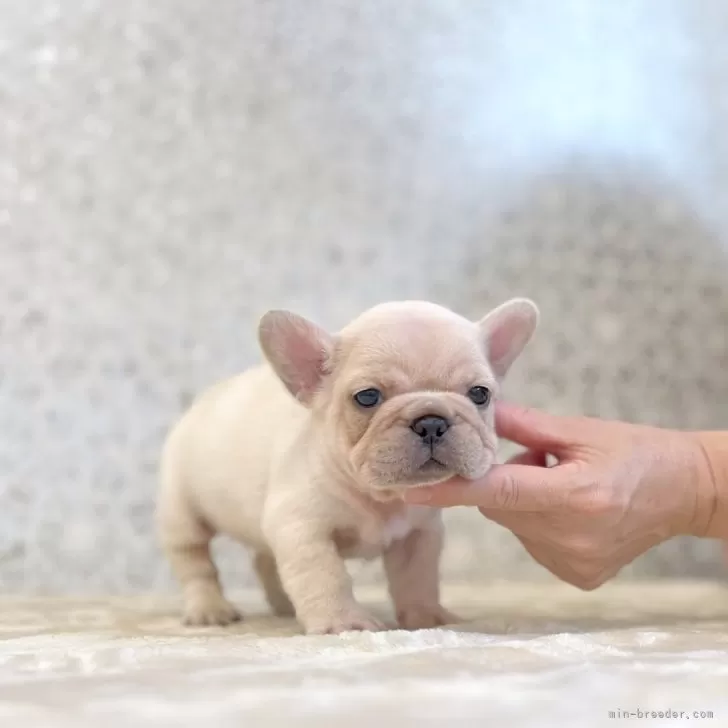 S.S 様のお迎えした子犬