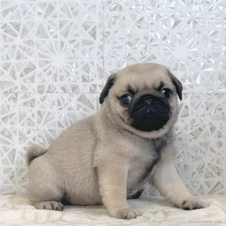 ID：2505-05051の子犬