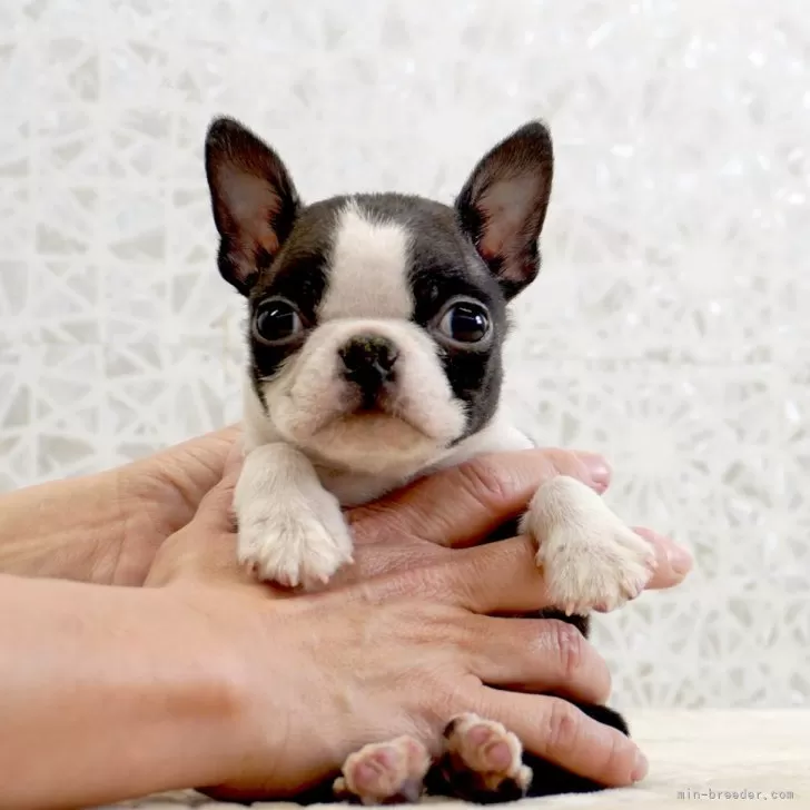 ID:2412-05694の子犬