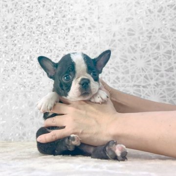 ボストンテリア【埼玉県・女の子・2025年9月2日・ボストンカラー】の写真「EXCELLENT★★★」