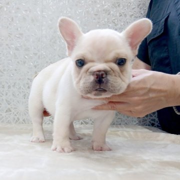 フレンチブルドッグ【埼玉県・男の子・2025年8月19日・クリーム】の写真「ムチムチボディーの可愛い男の子！」