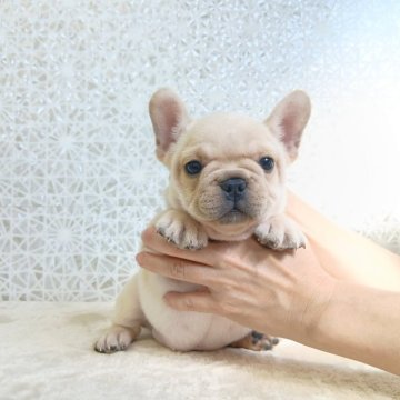 フレンチブルドッグ【埼玉県・女の子・2025年7月25日・クリーム】の写真「SUPER EXCELLENT！！」