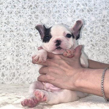 フレンチブルドッグ【埼玉県・男の子・2025年9月26日・パイド】の写真「個性的な片パンチの可愛い男の子！」