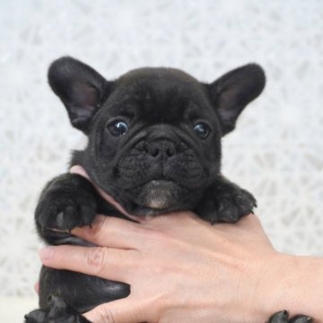 フレンチブルドッグ【埼玉県・男の子・2025年10月22日・ブリンドル】の写真「ショートボディ！丸顔の可愛い男の子です！」