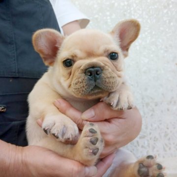 フレンチブルドッグ【埼玉県・男の子・2025年7月27日・クリーム】の写真「ぱっちりお目目がチャームポイントの男の子です！」