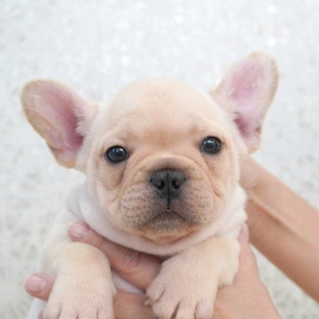 フレンチブルドッグ【埼玉県・男の子・2025年10月25日・クリーム】の写真「つぶらな瞳で濃いめのクリームの男の子！」