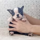 ボストンテリア