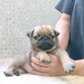 パグ