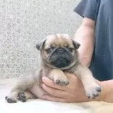 パグ