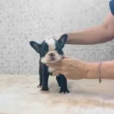 ボストンテリア