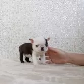 ボストンテリア