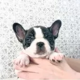 フレンチブルドッグ