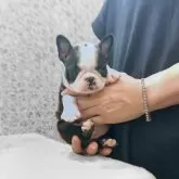 ボストンテリア
