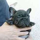 フレンチブルドッグ
