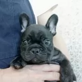 フレンチブルドッグ