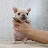 フレンチブルドッグ