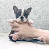 ボストンテリア