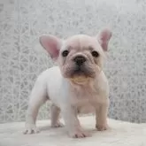 フレンチブルドッグ