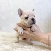 フレンチブルドッグ