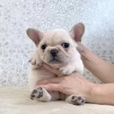 フレンチブルドッグ