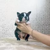ボストンテリア