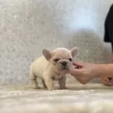 フレンチブルドッグ