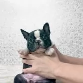 ボストンテリア