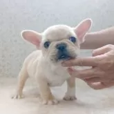 フレンチブルドッグ