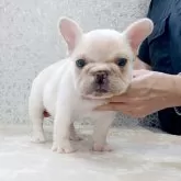 フレンチブルドッグ