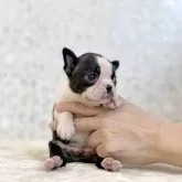 ボストンテリア
