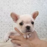 フレンチブルドッグ