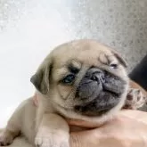 パグ