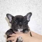 フレンチブルドッグ