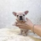 フレンチブルドッグ