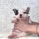 フレンチブルドッグ