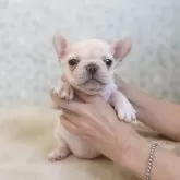 フレンチブルドッグ