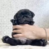 パグ