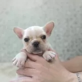 フレンチブルドッグ