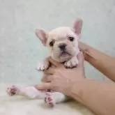 フレンチブルドッグ