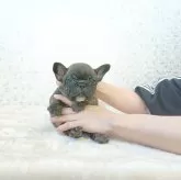 フレンチブルドッグ