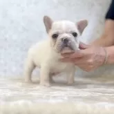フレンチブルドッグ