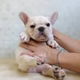 フレンチブルドッグ
