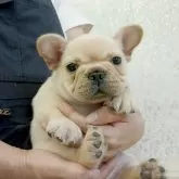 フレンチブルドッグ