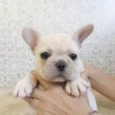 フレンチブルドッグ